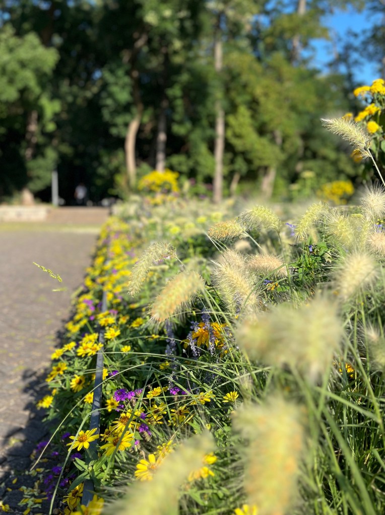 Alter Botanischer Garten, Munich. Close-up of a vibrant flower bed. Yellow and purple flowers mix with soft, fluffy ornamental grasses. In the background a paved path and tall green trees.